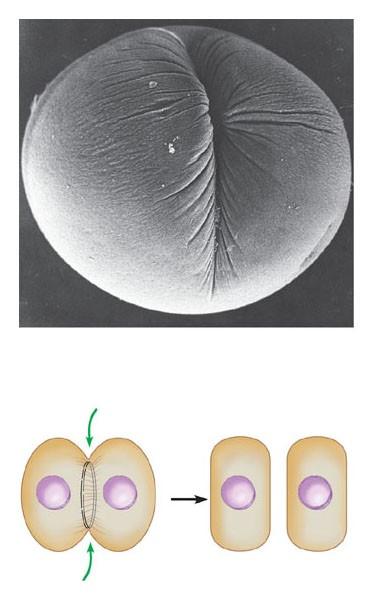 La citodieresi avviene in maniera diversa nelle cellule animali e nelle cellule vegetali Nelle cellule animali la citodieresi avviene grazie a un processo di scissione.