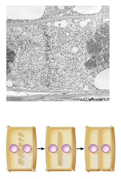 Nelle cellule vegetali, vista la presenza della Formazione della piastra cellulare parete cellulare la citodieresi avviene senza la formazione del solco di scissione.