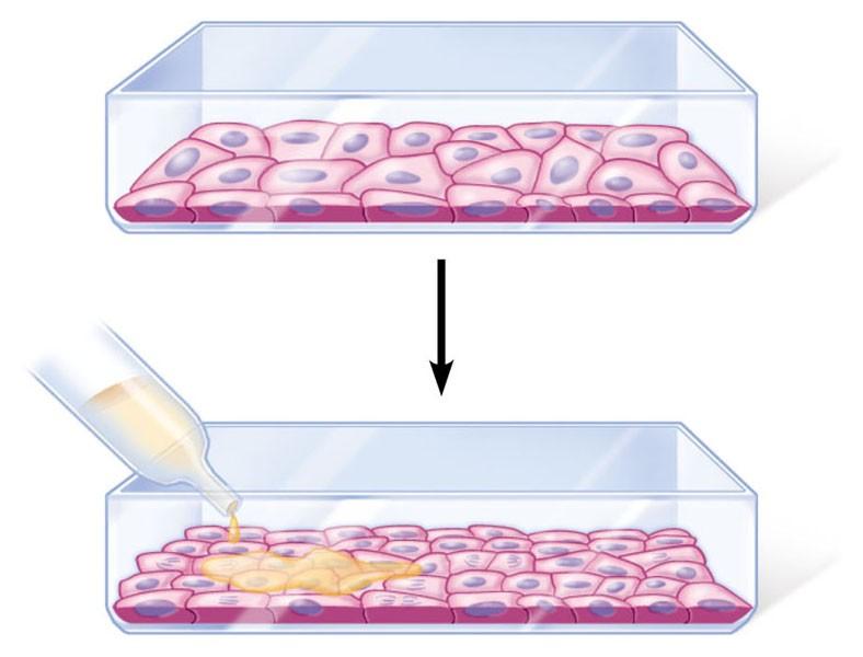 I fattori di crescita sono particolari proteine secrete da alcune cellule che stimolano la divisione di altre cellule.