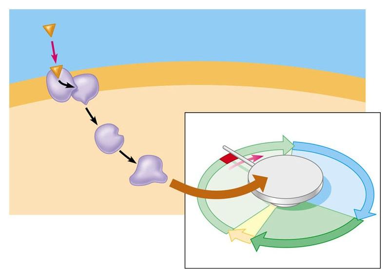 Perché avvenga la divisione cellulare, è di solito necessario che i fattori di crescita si leghino a specifici recettori presenti sulla membrana plasmatica.