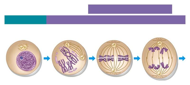 Le fasi della meiosi: MEIOSI I: i cromosomi omologhi si separano INTERFASE Centrosomi (con due coppie di centrioli) Membrana nucleare Cromatina PROFASE I METAFASE I Siti del crossing-over