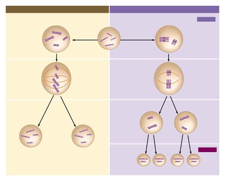 Mitosi e meiosi a confronto MITOSI MEIOSI Cellula madre (prima della duplicazione dei cromosomi) MEIOSI I Profase I Profase Cromosoma duplicato (due cromatidi fratelli) Si forma la tetrade mediante