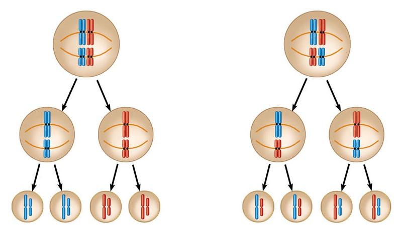 La variabilità dei gameti La disposizione casuale delle copie di cromosomi durante la metafase I porta a molte differenti combinazioni di cromosomi negli ovuli e negli spermatozoi.