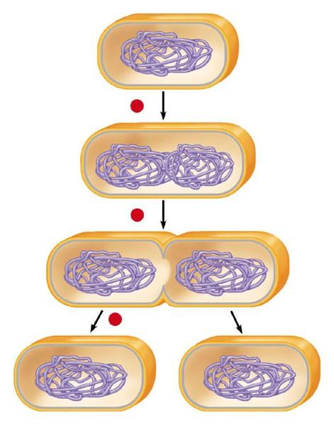 Mentre il cromosoma si sta duplicando, ogni copia inizia a spostarsi verso una Cromosoma procariotico estremità della cellula.