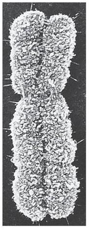 Prima di dividersi, la cellula duplica i suoi cromosomi, formando cromatidi fratelli (due copie che contengono geni