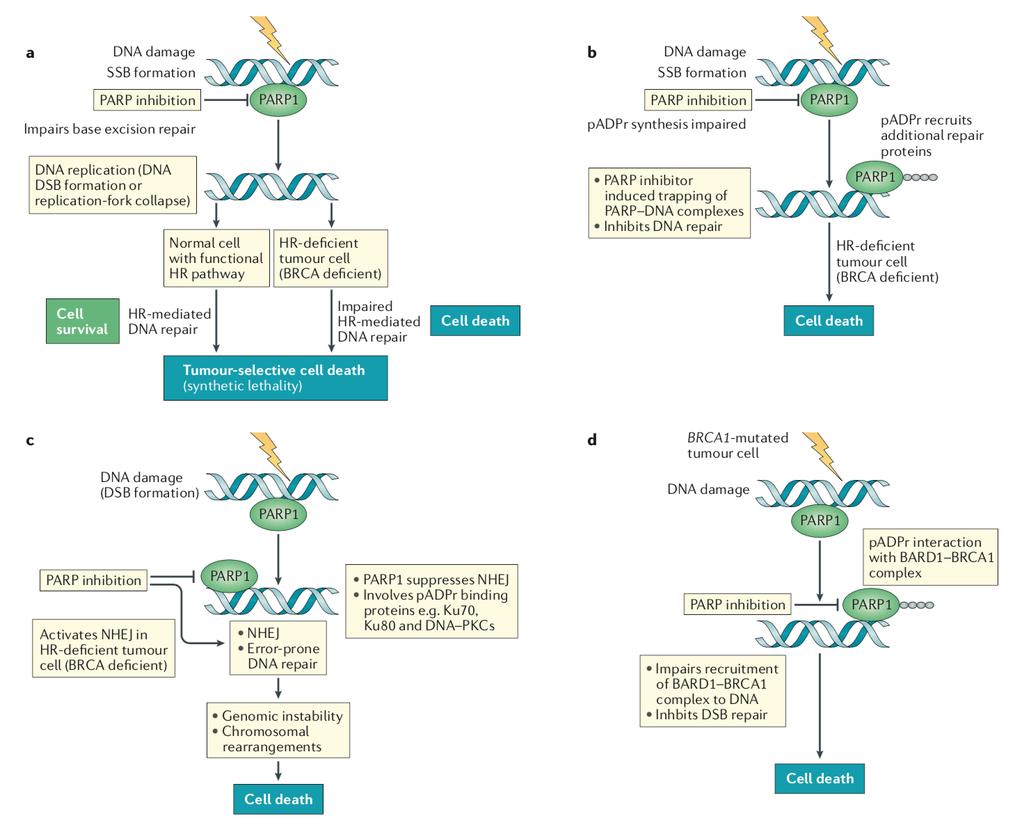 genes, such as BRIP1, RAD51C, RAD51D, BARD1, PALB2 have been found.