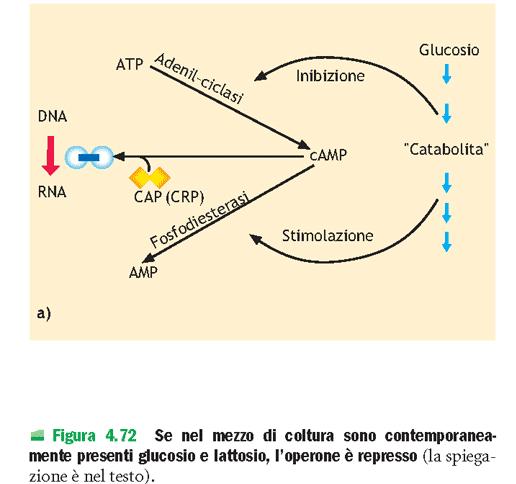 REGOLAZIONE FINE DELL OPERONE Lac MEDIANTE L ATTIVITA DEL GLUCOSIO: UN CASO DI