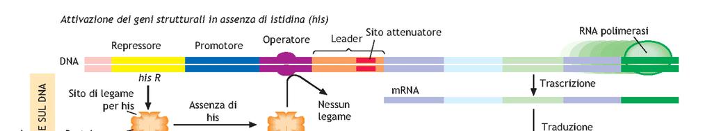 REGOLAZIONE A LIVELLO POST-TRASCRIZIONALE TRASCRIZIONALE IL MECCANISMO DELL ATTENUAZIONE NEL CASO DELL OPERONE His, SI PUO AVERE UNA