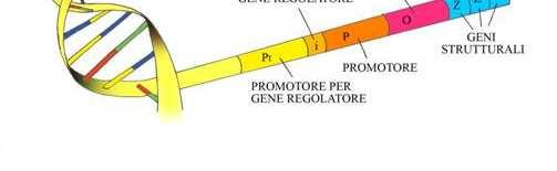 PROCARIOTI 5 3 A livello trascrizionale le cellule batteriche regolano l espressione genica attraverso il modello dell operone.