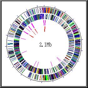 Il genoma dei procarioti 1. Non è provvisto di una membrana nucleare che lo separa dal citoplasma. 2. Ha un unico genoma circolare costituito da una doppia elica di DNA. 3. E.