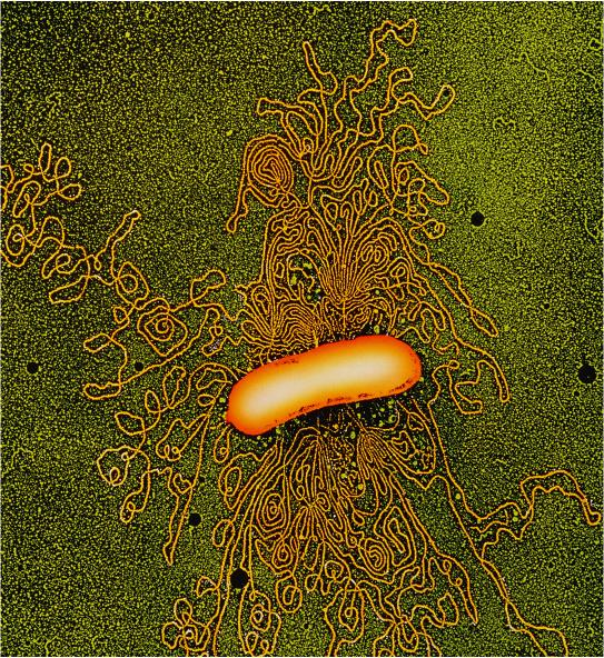 DNA batterico in media 4x10 alla sesta bp da 0.65 a 10 megabasi.