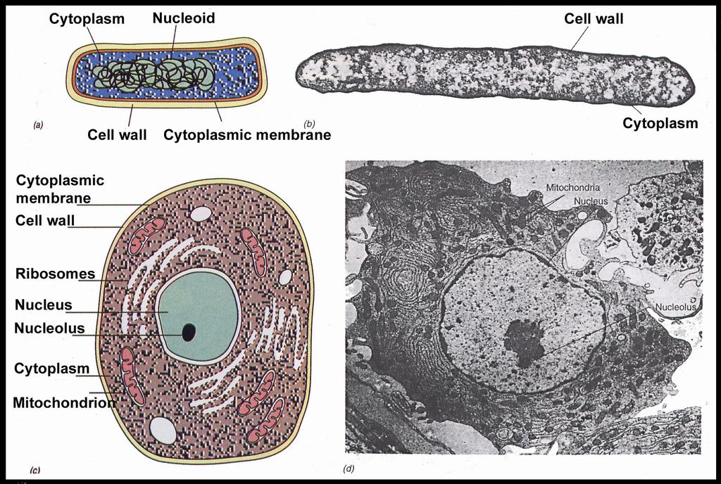 CELLULE PROCARIOTICHE ED EUCARIOTICHE Eucariota: vero nucleo Procariota: nucleo primordiale DIFFERENZE: Dimensioni Diversa