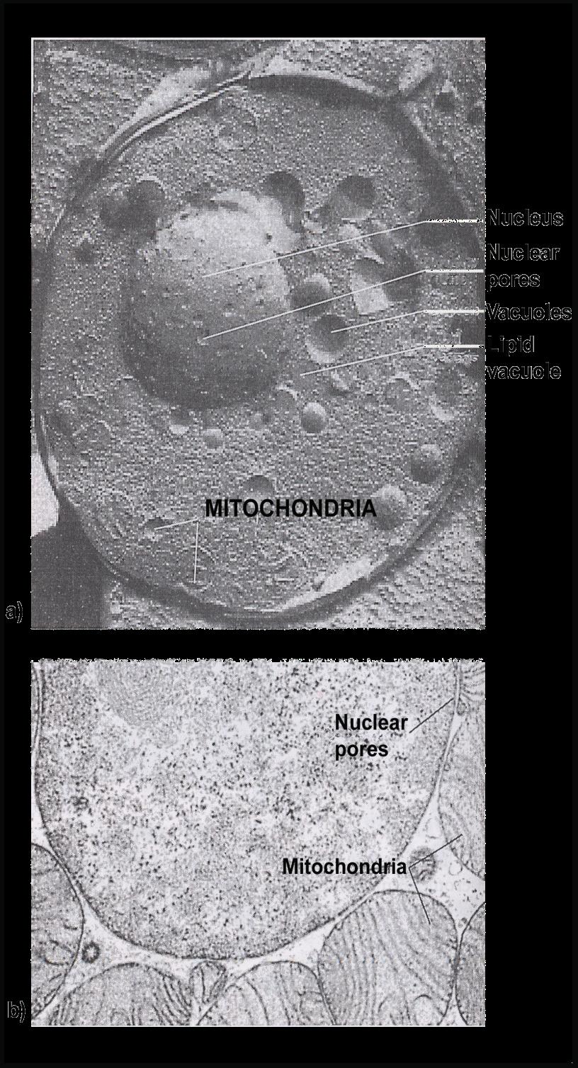 IL NUCLEO E I PORI NUCLEARI Micrografia