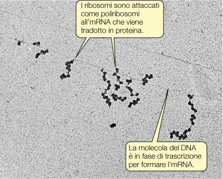 nei procarioti I geni sono organizzati in operoni, ossia geni che codificano per una funzione sono tutti assieme, vicini operone LAC la trascrizione