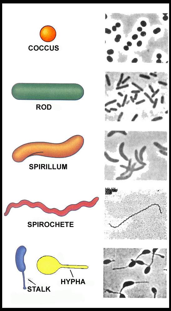 FORME CELLULARI