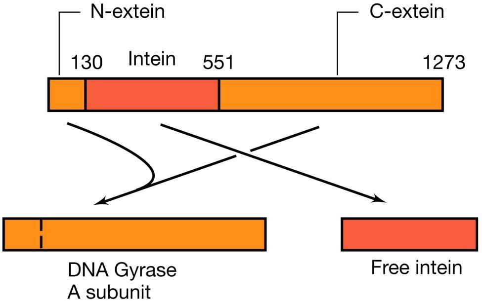 Splicing delle proteine Anche nei procarioti esistono alcuni rari geni con introni. Recentemente (!