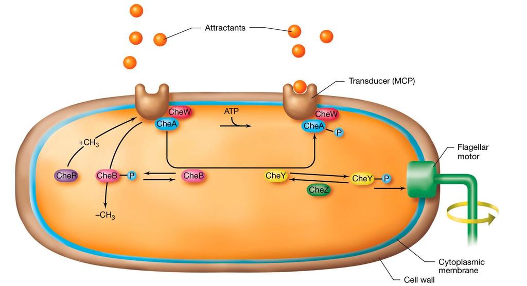 La regolazione della chemiotassi Il grado di metilazione delle proteine MCP controlla la