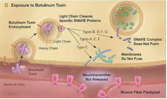 La tossina botulinica impedisce il rilascio del neurotrasmettitore La tossina botulinica (prodotta dal batterio Clostridium botulinum) si lega alla membrana della cellula neuronale ed entra per