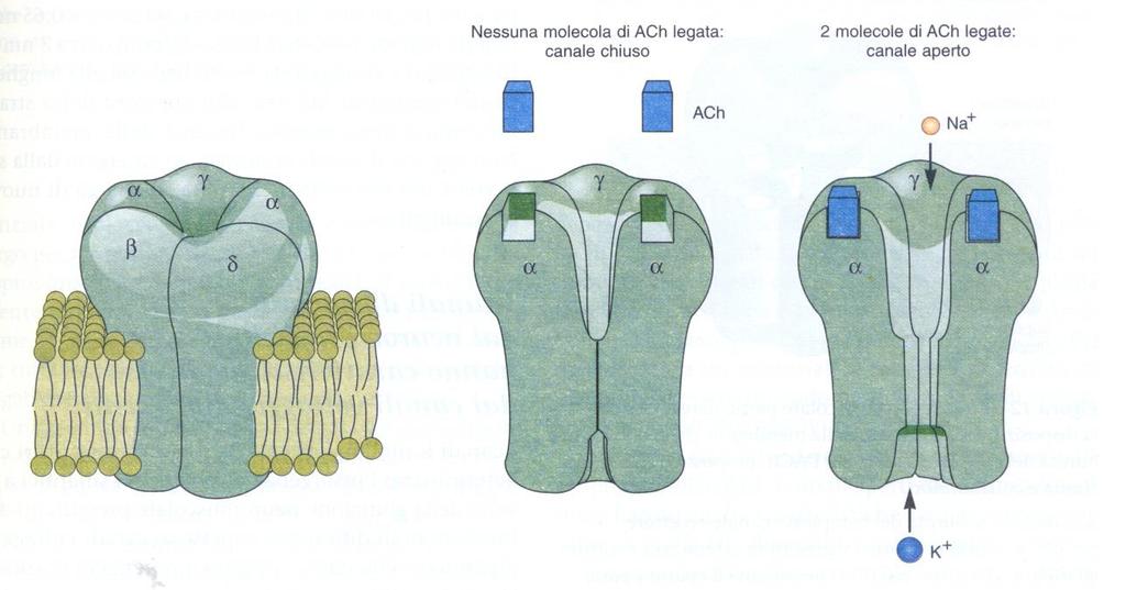 Recettore nicotinico per l acetilcolina Il complesso recettore-canale è costituito da una glicoproteina di membrana formata da 5 subunità: due