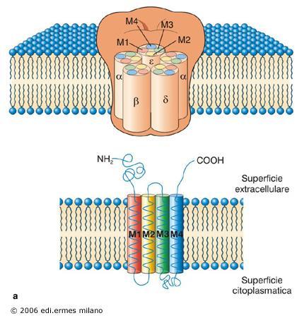 Recettore nicotinico per l acetilcolina L analisi della distribuzione degli amminoacidi polari e non polari delle diverse subunità ha permesso di conoscere il modo in cui le subunità sono collegate