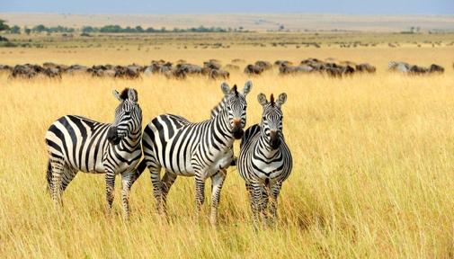 Sudafrica 15-25 settembre 2018 Nazione arcobaleno - Safari in gruppo e Città del Capo Fatevi accogliere e affascinare dalle mille e più meraviglie del Sudafrica attraverso un viaggio dove