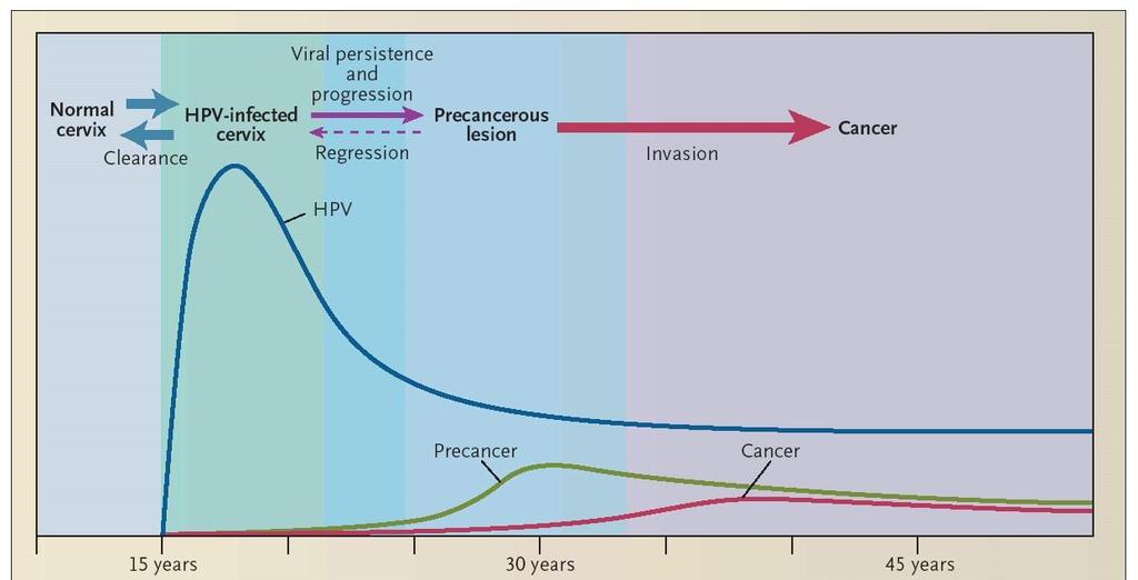 STORIA NATURALE DELL INFEZIONE DA HPV le infezioni genitali da HPV sono molto più frequenti intorno ai 20 anni la grande maggioranza delle infezioni si risolve (= test HPV negativo) entro uno-due