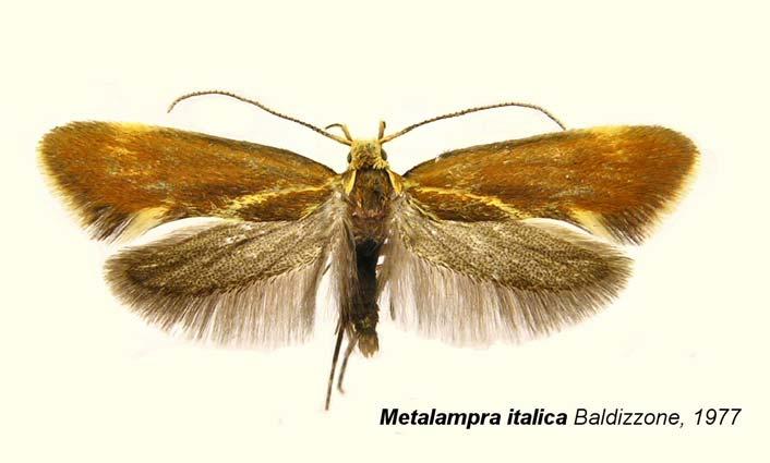 Azione 4. Lepidotteri Notturni Monitoraggio delle popolazioni di lepidotteri notturni in 7 oasi con la collaborazione del Museo di Zoologia di Roma.