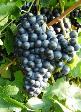 Difficile risalire indietro nel tempo alle origini di questo vitigno, anche perché potrebbe aver cambiato il suo nome ed essere stata denominata Cornacchia solo in Emilia-Romagna.