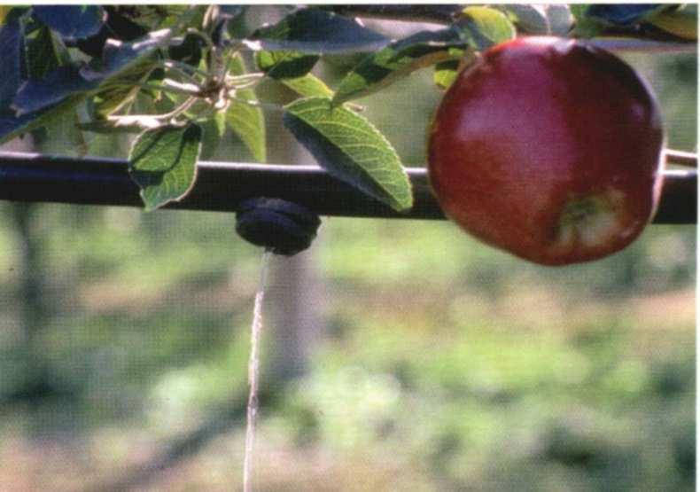 Acqua ed alimentazione Nei prossimi 20 anni la popolazione crescerà di altri 1,6 Mlddi persone ed occorrerà raddoppiare ancora la produzione di alimenti, ma : Senza ulteriore abbattimento di foreste