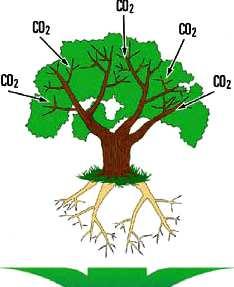 MITIGAZIONE:D- incremento Carbon Sink consortili Mediante la fotosintesi il Carbonio viene rimosso dall atmosfera e organicato negli organi della pianta in forma