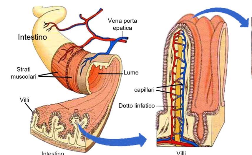 INTESTINO