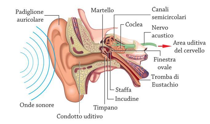 Una volta giunte all orecchio umano, le onde sonore vengono trasformate in impulsi elettrochimici e trasmessi al cervello attraverso il nervo acustico La struttura dell orecchio umano.