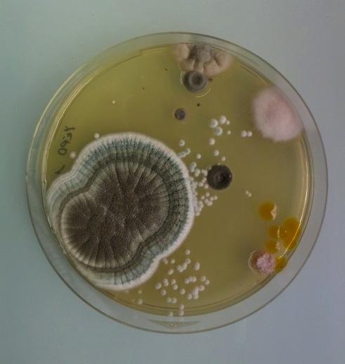 MICETI CARATTERI GENERALI Eucarioti / Aerobi / anaerobi facoltativi Immobili /Gram- positivi Unicellulari (lieviti) o pluricellulari (muffe) Riproduzione sessuata o asessuata Dimorfismo