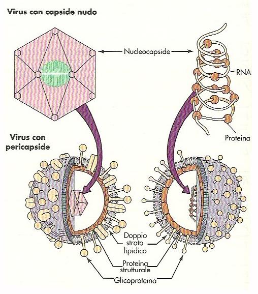 glicoproteine Proteine della matrice Tegumento Proteine, enzimi Infezione Virale ADSORBIMENTO recettori PENETRAZIONE endocitosi - fusione