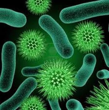GENERALITÀ SULLE MALATTIE INFETTIVE Batteri: Microrganismi