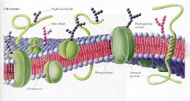 COME AGISCONO DISINFETTANTI E ANTISETTICI?