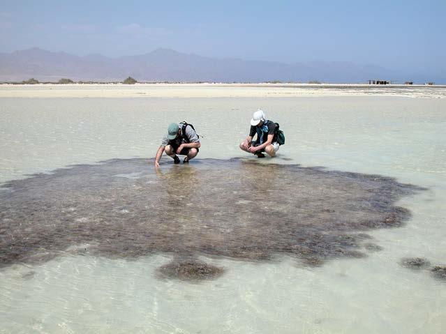 CURRICULUM DI GEOLOGIA MARINA Per l acquisizione di specifiche competenze nell ambito della GEOLOGIA MARINA sono attivati insegnamenti a carattere generale d ambito geologico, geodinamico,