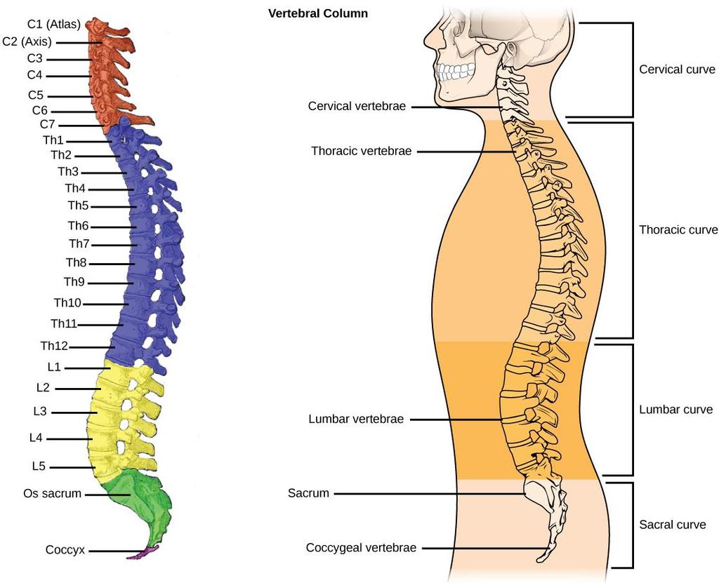 C3 C7-T1-T2-T3 T12-L1-L2-L3-L4-L5-S1. L ultima vertebra lombare, denominata L5, è posta sopra la prima vertebra dell osso sacro, denominata S1.