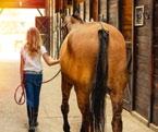 crescita. HorseNutrition propone una linea completa di mangimi per la nutrizione dei nostri cavalli.
