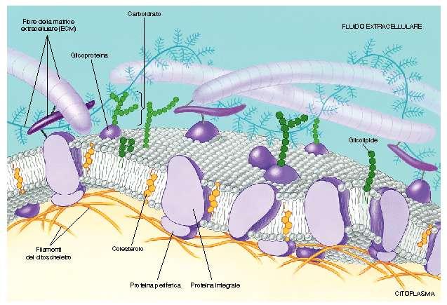 La membrana cellulare Carboidrato