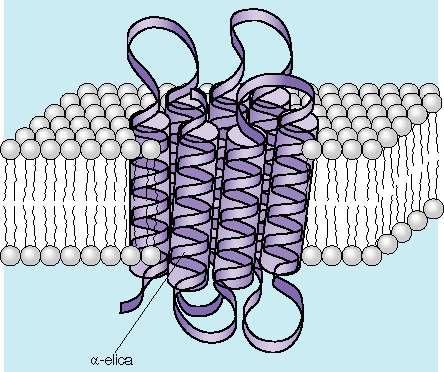 Moduli ad a-elica di una proteina