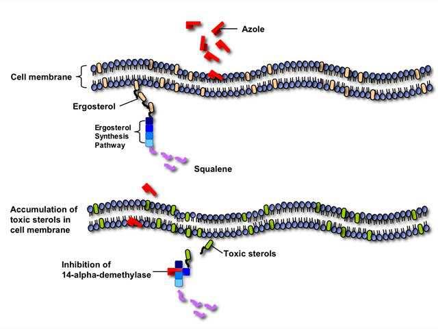 Meccanismo d azione L'inibizione della 14 α- demetilasi impedisce la conversione del lanosterolo in