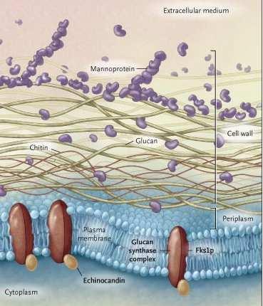 Echinocandine meccanismo d azione Le echinocandine inibiscono l'attività del complesso