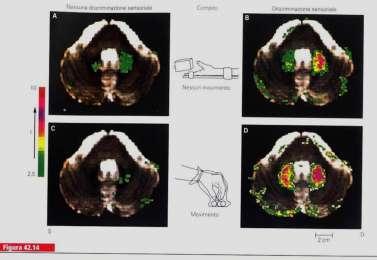 OGGI.. La rivisitazione del metodo è stata possibile grazie alle nuove acquisizioni delle neuroscienze sulla organizzazione spaziale