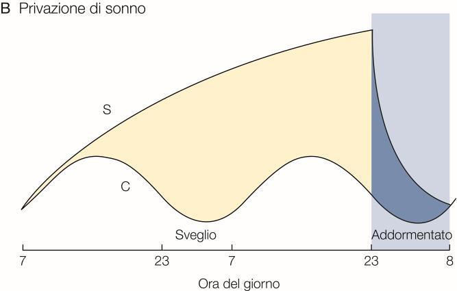 Ciclo