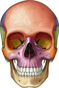 ossa lo possiamo dividere in 2 parti: - scheletro assiale, testa e tronco - scheletro appendicolare, arti superiori e inferiori il cranio