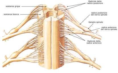 arco, la loro giunzione forma un anello al cui centro c è il midollo spinale da cui nascono i