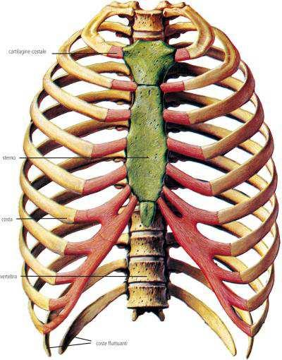 la gabbia toracica protegge cuore e polmoni, è fatta da 12 costole articolate anteriormente con lo sterno l osso piatto al centro della gabbia t.