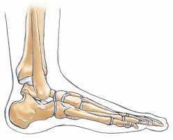 arti inferiori sono formati dall anca, dalla coscia, dalla gamba e dal piede l anca unisce l arto inferiore al tronco, nella coscia trovi l osso femore, il più lungo del nostro corpo nella gamba ci