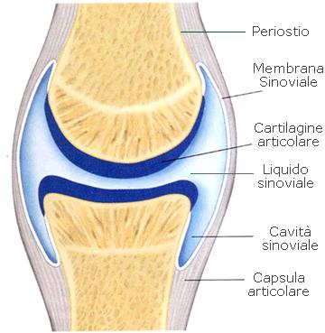 articolazioni sono il punto di contatto di due ossa (articolazione semplice) o più ossa (articolazione composta) ci sono articolazioni: - fisse, quelle della testa - semimobili, le vertebre - mobili,